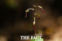  솔잎보다 작은 희귀 아기쌍잎난초 군락지 제주서 확인