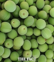  하동 햇매실 출하 시작…24일 하동농협서 첫 수매