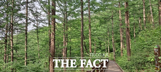 영주 마실치유 숲 / 산림청 제공