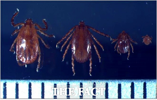 사진 왼쪽부터 작은소피참진드기 암컷, 수컷, 약충, 유충 순서 (눈금한칸=1mm) /남원시 제공
