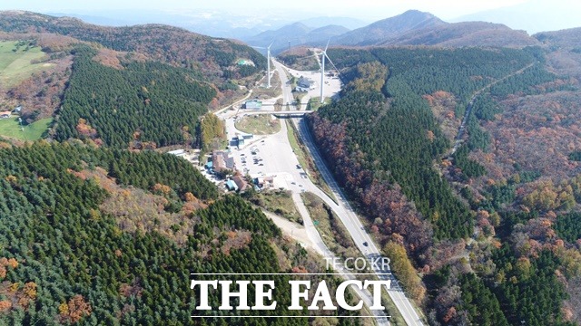 대관령 특수조림지 / 산림청 제공