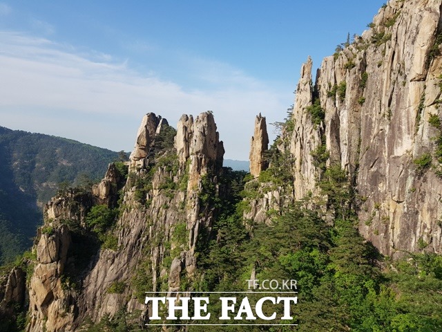 동해 무릉계곡 숲 / 산림청 제공