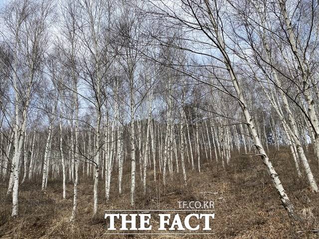 신원리 산림경영 숲, 자작 / 산림청 제공