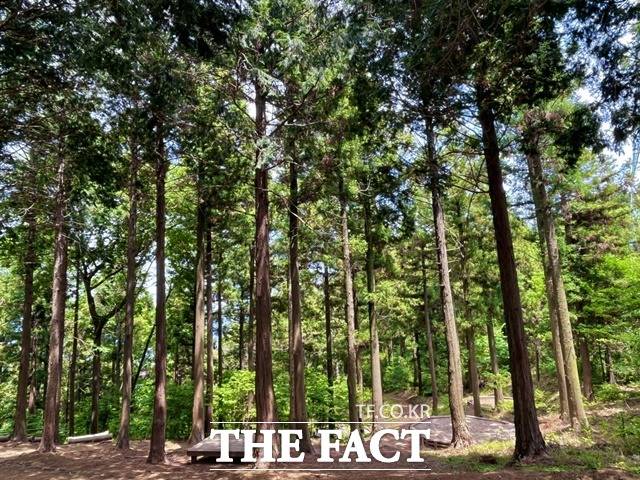 거제 계룡산 편백 숲 / 산림청 제공