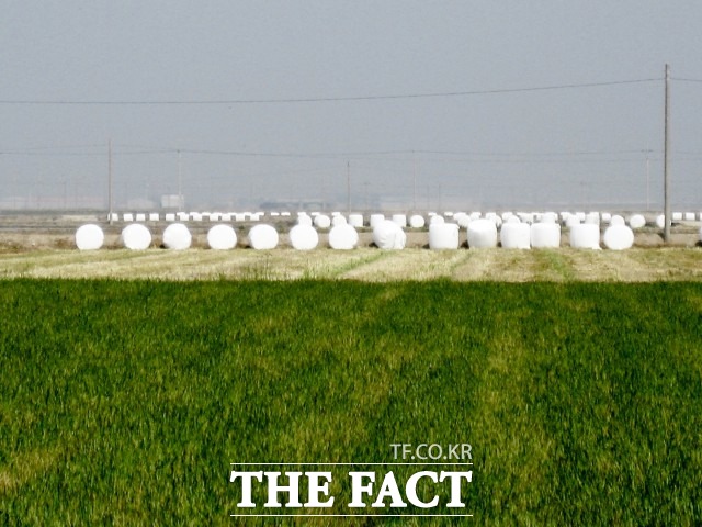 정읍시는 지원사업 신청 농가를 대상으로 6월 말까지 현장 실사를 통해 불법 소각 여부를 확인하고 9월경 지원금을 지급할 계획이다. / 정읍시 제공