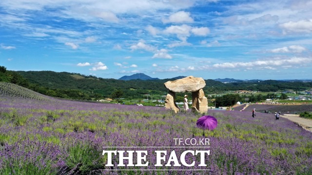 칠보산을 감싸고 도는 총 10만 평 규모의 ‘정읍 허브원’에는 현재 30만 주의 라벤더와 4만 주의 라반딘을 비롯해 1,500평 규모의 코스모스가 심어져 있다. / 정읍시 제공