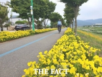  정읍천 자전거도로, 초여름 노란 황금 달맞이꽃 ‘활짝’