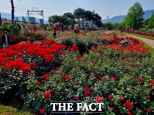곡성 세계장미축제 / 사진=이병석 기자
