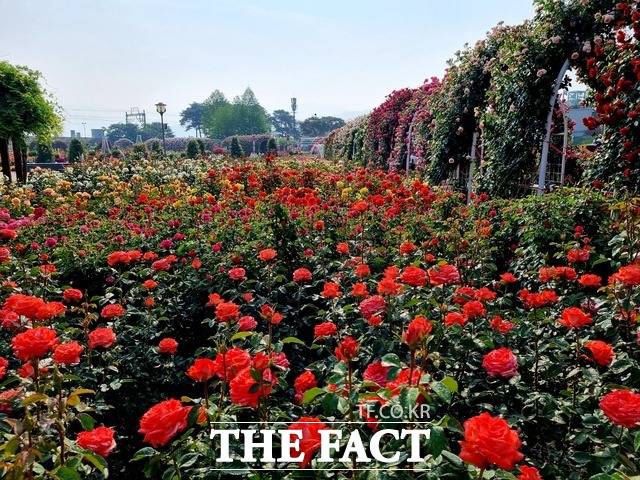 곡성 세계장미축제 / 사진=이병석 기자