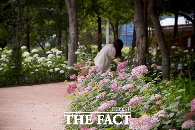 오는 9일부터 13일까지 ‘제1회 수국정원 꽃 축제가 오는 9일부터 13일까지 경남 진주시 월아산 숲속의 진주 일원에서 개최된다./진주시 제공