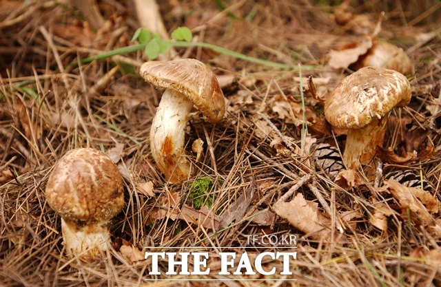 산림청이 경북 울진과 강원 삼척 산불로 송이 채취지를 잃은 임업인 지원에 나선다. / 산림청 제공