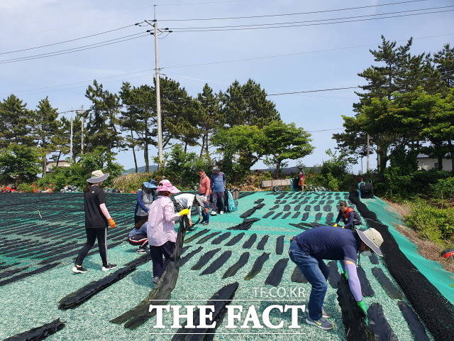 다시마 건조 작업 일손을 돕는 완도군 공직자들/완도군 제공