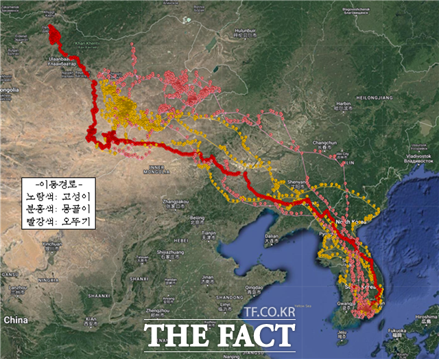 경남 고성에서 몽골까지 날아간 독수리들의 이동 경로/고성군 제공