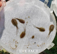  산청서 '살아 있는 화석' 긴꼬리투구새우 19년째 발견