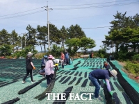  다시마의 고장 완도, 공직자들도 건조 작업에 힘 보태