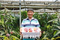  완도산 애플망고 본격 출하, 맛과 향 뛰어나 인기