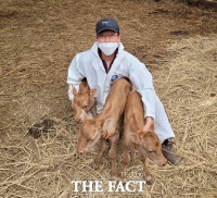  합천 한우농가, 송아지 세쌍둥이 탄생… 분만예정일보다 10일 일찍 태어나