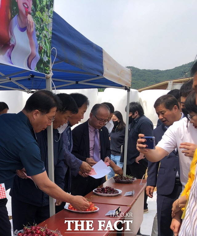 농업기술센터에서 강진 체리 연구회 회원들과 함께 품종별 시식회를 열었다/강진군청 제공