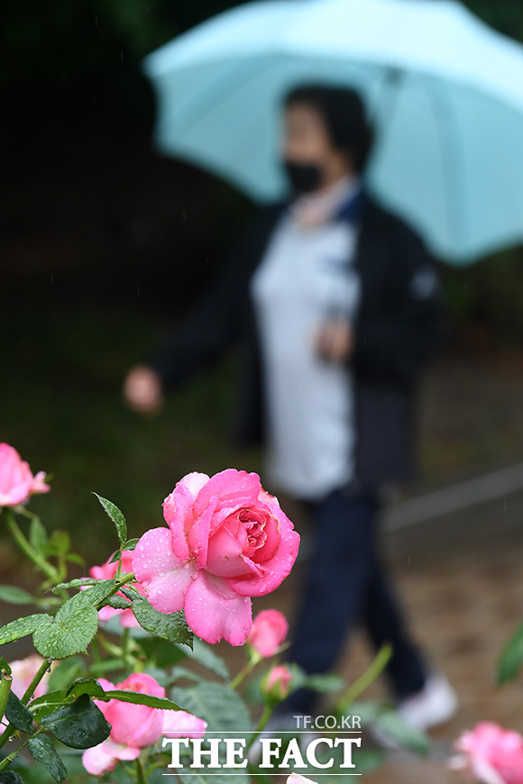 전국에 비가 내리고 있는 15일 오전 서울 송파구 올림픽공원 장미광장을 찾은 한 시민이 우산을 쓴 채 발걸음을 재촉하고 있다. /남용희 기자