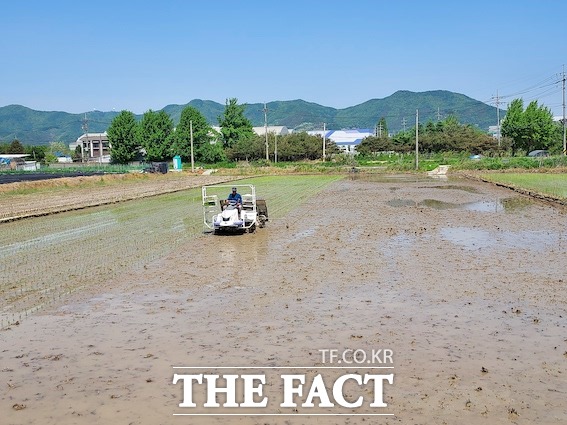 경기 용인시는 오는 17일부터 GAP 인증을 받은 백옥쌀 생산단지 농업인 747명을 대상으로 찾아가는 교육을 진행한다고 15일 밝혔다./용인시 제공