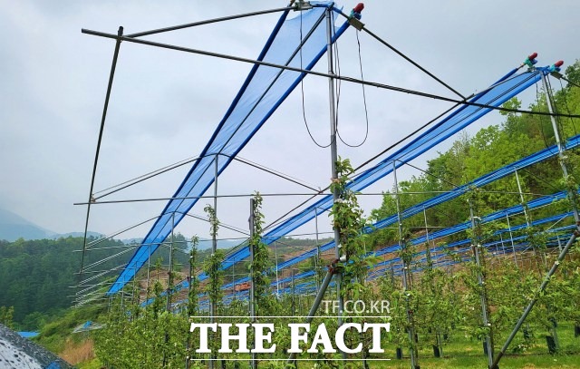 무주군은 여름철 폭염에 착색증진 및 햇볕 데임 피해를 예방하기 위해 햇빛차단망 적용 노지과원 일소피해 저감 시범 사업을 완료했다고 16일 밝혔다. /무주군 제공