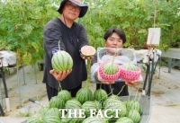  “사과야? 수박이야?” 깎아 먹는 애플수박 해남서 수확 한창