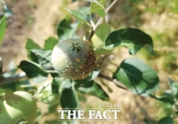  충남농기원 '장마철 과수화상병균 확산 주의'