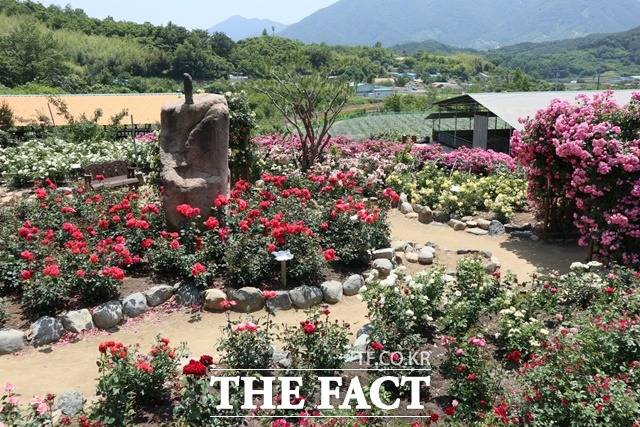 산청군 천하태평 장미원 모습/산청군 제공