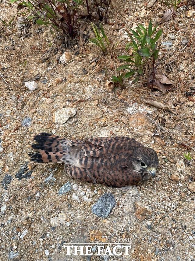 이소 단계의 황조롱이. /경기도 제공
