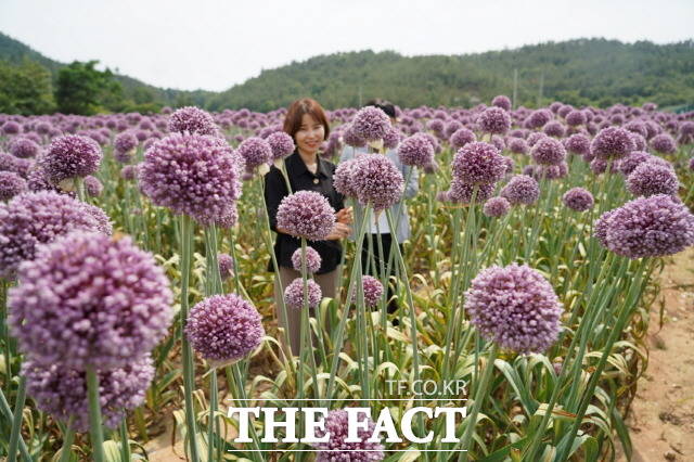 코끼리 마늘꽃 만개(송지면 산정마을)/해남군 제공