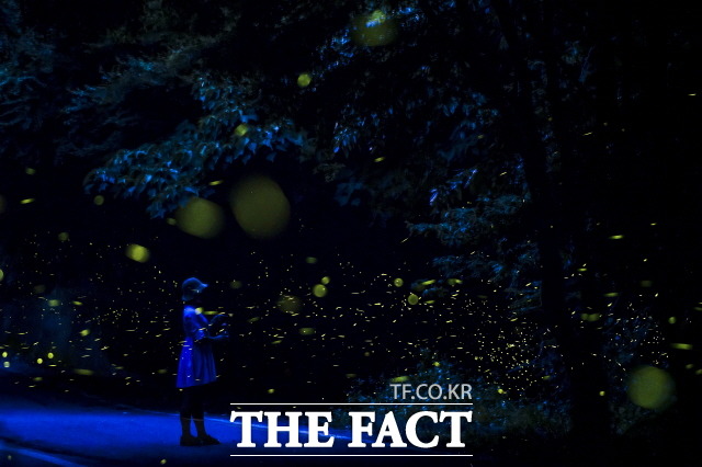 청산도 단풍길 반딧불이/완도군 제공