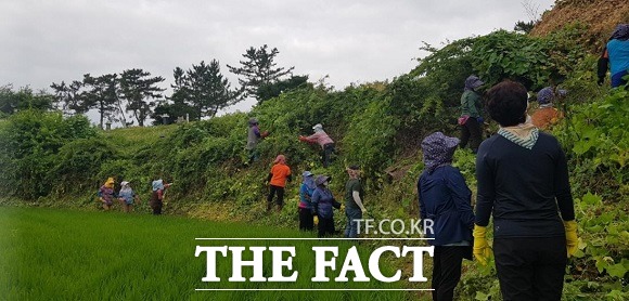 의성군이 가시박 제거작업에 돌입했다./의성군 제공