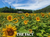  보길도 세연정에 노란 물결...2만 송이 해바라기 '활짝'