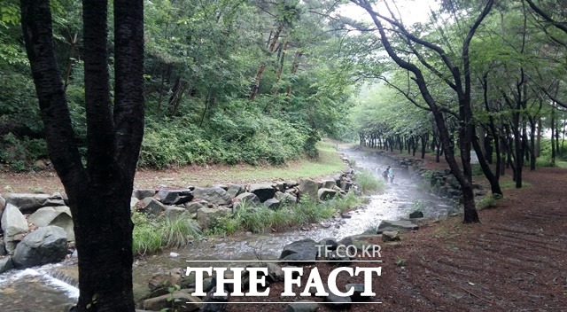 충남 서천군 ‘희리산 해송 숲’ / 산림청 제공
