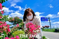  남원시, 금지면 요천로 배롱나무 꽃 만개 관광객 유혹