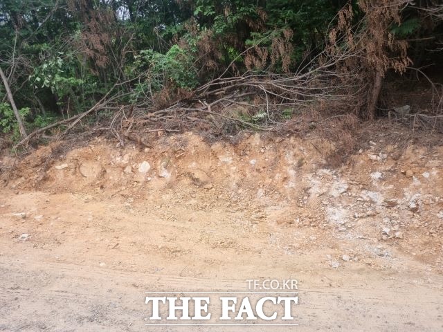 불법 매립 현장으로 들어가는 진입로를 확장하느라 산림이 벌채되거나 형질이 변경되는 등 불법행위가 곳곳에 눈에 띈다. /광양=유홍철 기자