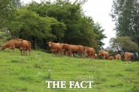  홍성군, 6억원 들여 한우 사육 농가 경영 개선 추진