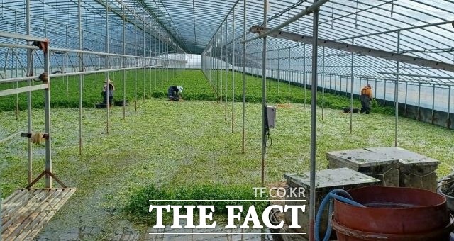 순천시내 시설하우스 대상으로 토양 중금속 오염를 검사한 결과 안전 판정을 받았다. 사진은 미나리 깡 수확하는 장면. /순천시 제공