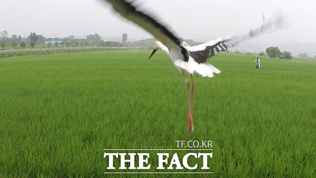 예산군은 13일 광시면 대리 일원에서 2015년부터 올해까지 태어난 황새 중 7마리를 선별해 방사했다. / 예산군 제공