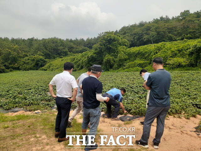 서울 강서시장 관계자들이 해남 농산물 재배 현장을 둘어보고 있다./해남군 제공