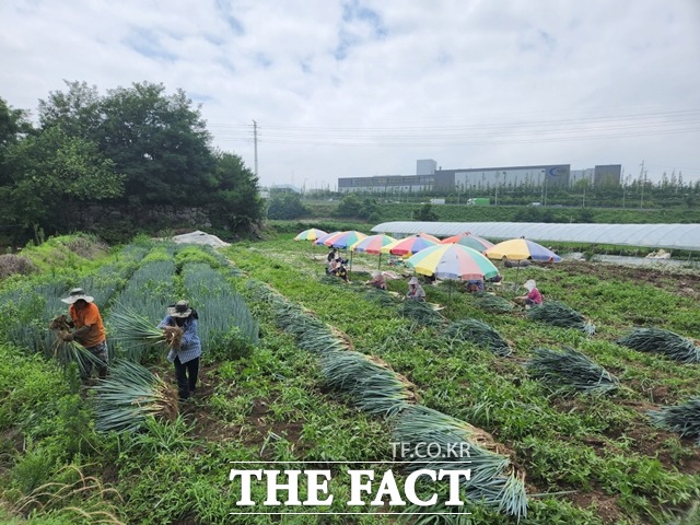 외국인 계절근로자들이 아산 한 농가에서 일손을 돕고 있다. / 아산시 제공