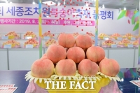  세종 조치원복숭아축제 3년만에 29일 개막
