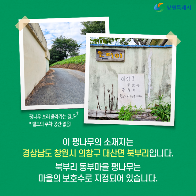 드라마 이상한 변호사 우영우에 등장한 소덕동 팽나무가 큰 관심을 받으면서, 이 나무가 위치한 동부마을에는 손팻말도 설치됐다. /창원시 공식 블로그