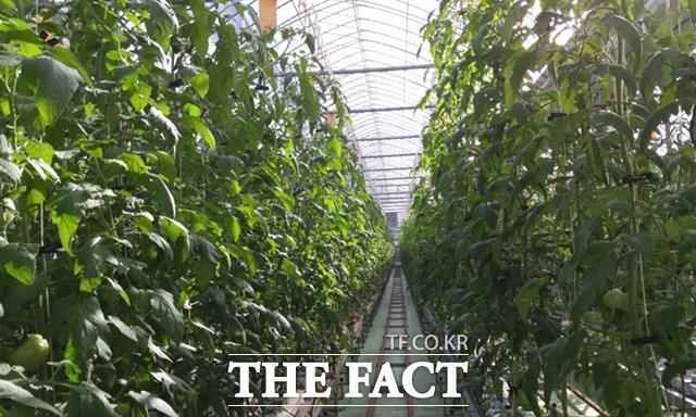 고양시는 급격한 유가상승으로 인한 시설재배 농가의 난방유 부담을 줄이기 위해 면세유 구입비 일부를 긴급 지원키로 했다./고양시 제공