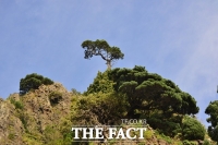  산림청, 올해부터 보호수 안전진단 사업 추진