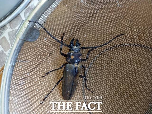광릉숲 인근 점포의 불빛에 유인돼 날아와 발견된 수컷 장수하늘소. /국립수목원 제공
