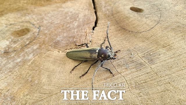 국립수목원 광릉숲 내 비개방지역 고사목에서 우화된 수컷 장수하늘소. /국립수목원 제공