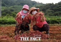  여름별미 '지리산 산청고구마'특판전…30일부터 주말 단성면 농협앞