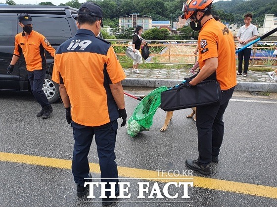 119구조대가 봉화은어축제장에서 대형견을 포획하고 있다/봉화=이선미 기자