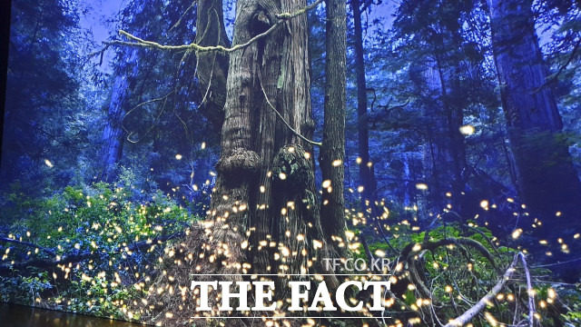 켈리 리처드슨 작가 불씨와 거목들 대전=최영규 기자